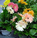 گل تاب,گل ژربرا,Gerber daisy, Transvaal daisy, Barberton daisy, African daisy
